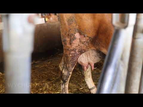 Miniatura wideo YouTube