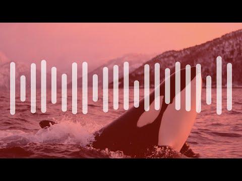 Miniatura wideo YouTube