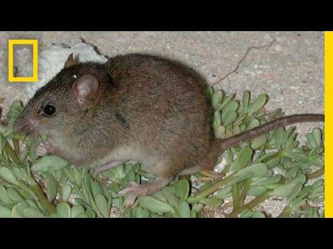 Miniatura wideo YouTube