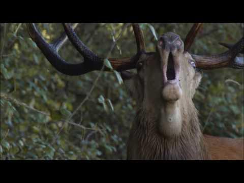 Miniatura wideo YouTube