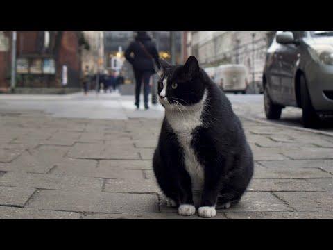 Miniatura wideo YouTube