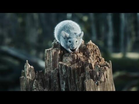 Miniatura wideo YouTube