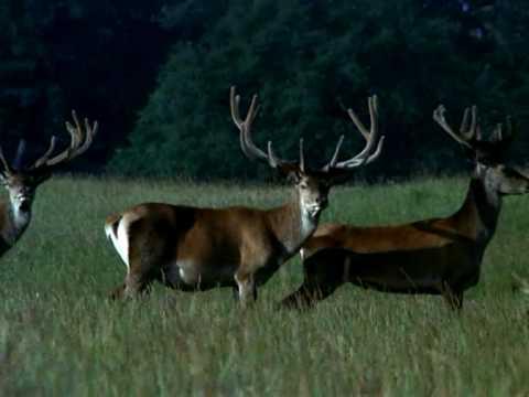 Miniatura wideo YouTube