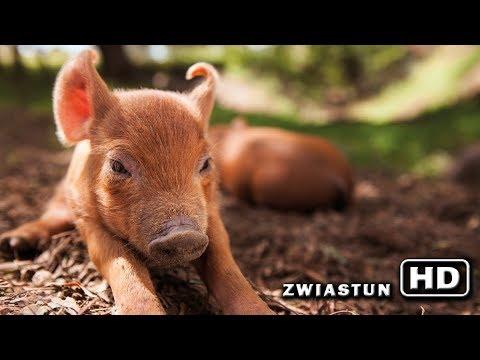 Miniatura wideo YouTube