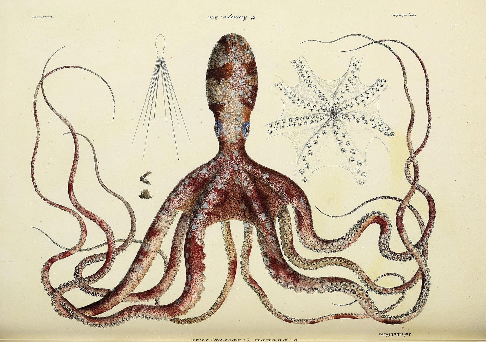 150 000 ilustracji botanicznych dostępnych online i do pobrania za darmo