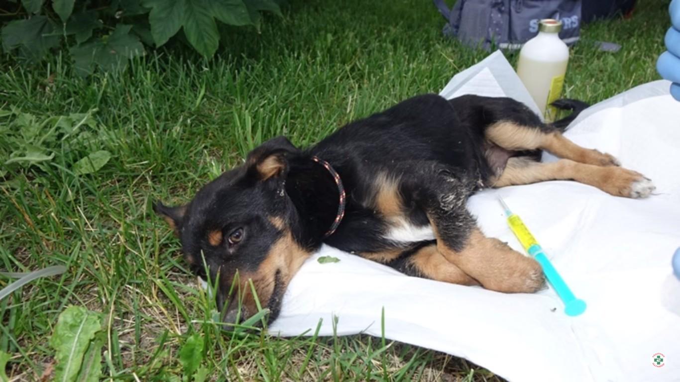 "Psi obóz koncentracyjny" w Radysach. Właściciel schroniska aresztowany