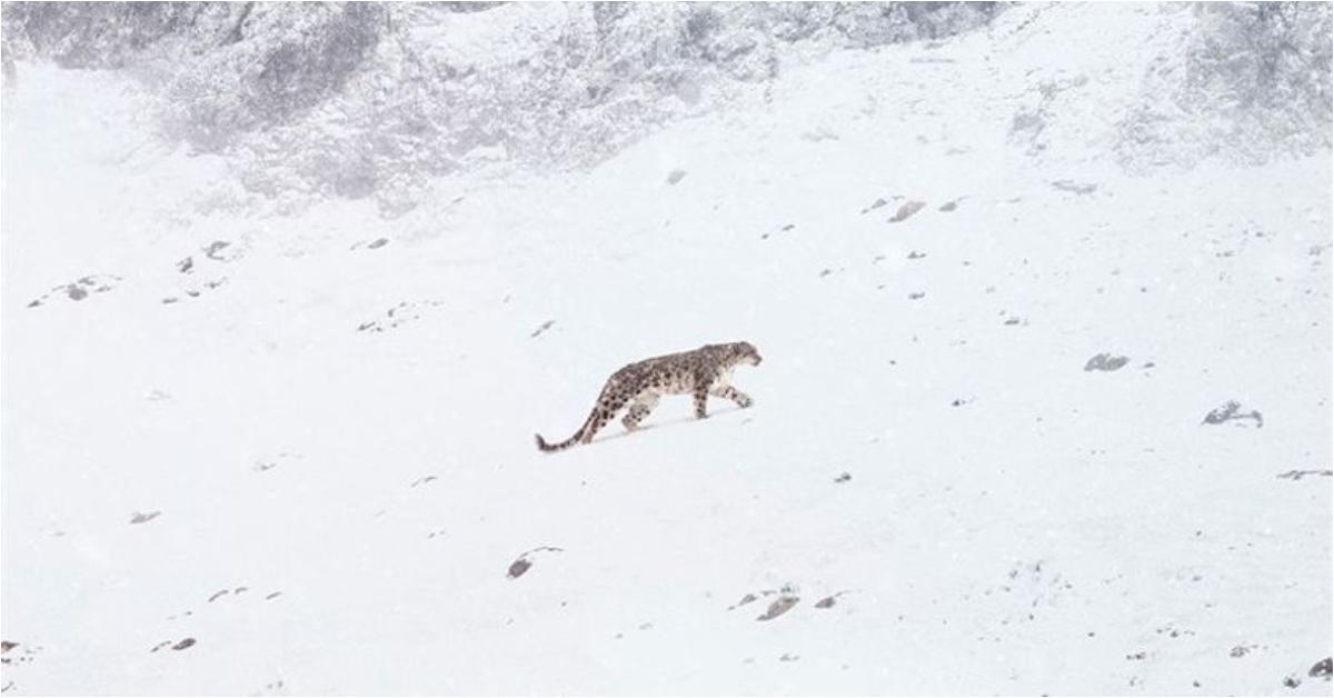 O zwierzęciu na granicy wyginięcia. „Duch śniegów” z muzyką Nicka Cave’a wkrótce w kinach [zwiastun]