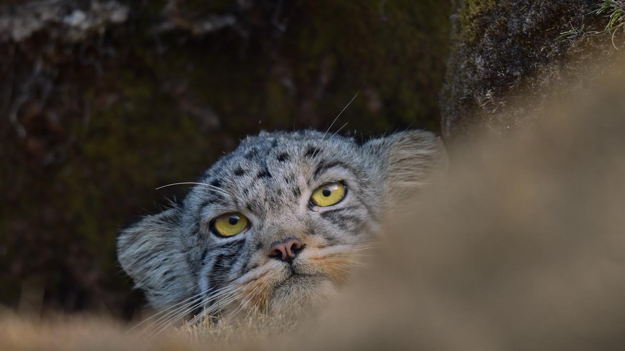 „Duch śniegów” to dokument, jakich potrzeba. Naturalny, wymagający cierpliwości, ujmujący i pozbawiony przepychu [recenzja]