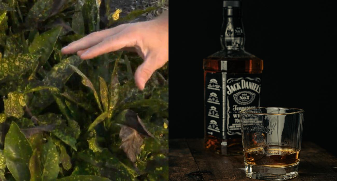 Ciemna narośl pokrywa Tennessee. To nie scenariusz HBO, to „whiskey fungus”