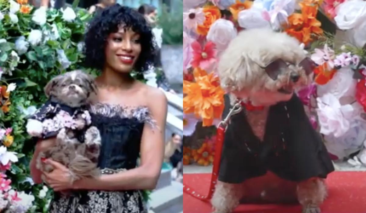 Pet Gala – najmodniejsze psy na świecie [WIDEO]