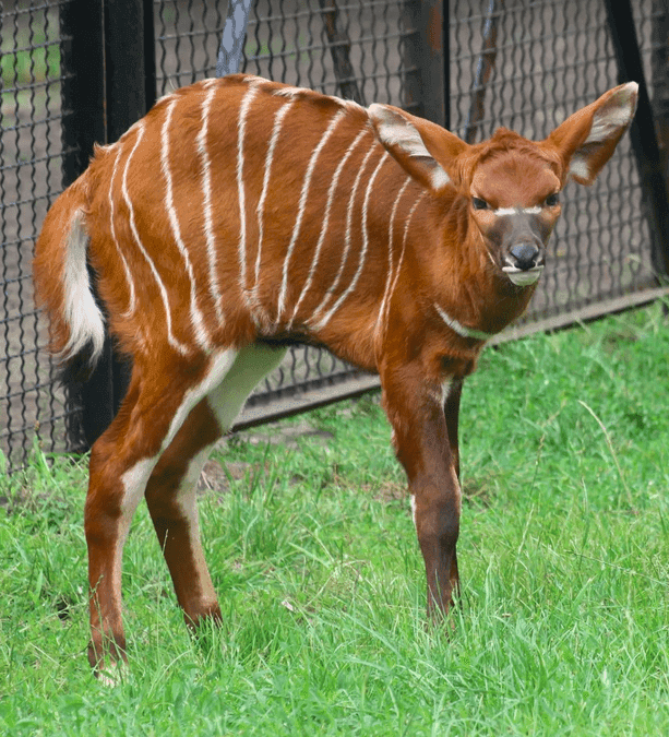 Warszawskie ZOO przywitało Porzeczkę – przedstawicielkę zagrożonego wyginięciem gatunku Antylop Bongo