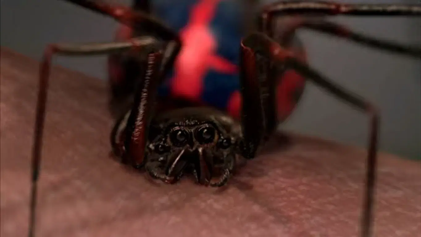 Naukowcy stworzyli pająka-cyborga. Jego nić świeci jak neon