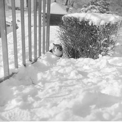 Długowłosy kot przy barierce nad stawem w Ogrodzie Saskim.