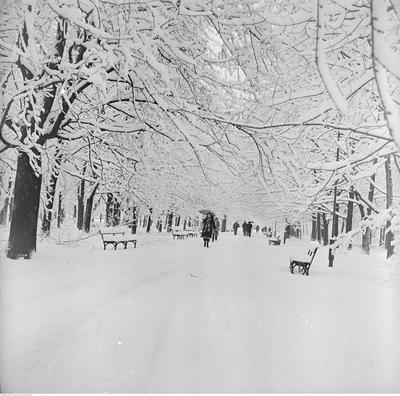 Alejka w Ogrodzie Saskim.