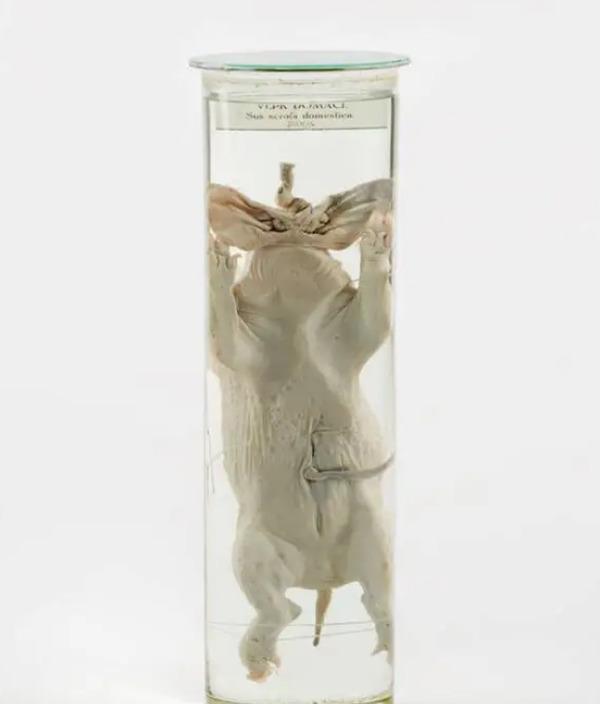 Świnia domowa z dwoma pyskami zakonserwowana w słoiku - Narodowe Muzeum Rolnictwa w Czechach