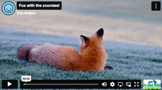 “Fox with the zoomies!”, Kevin Lohman (kategoria video)