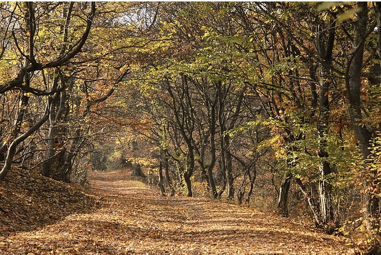 Nawiedzony las Hoia Baciu w Rumunii