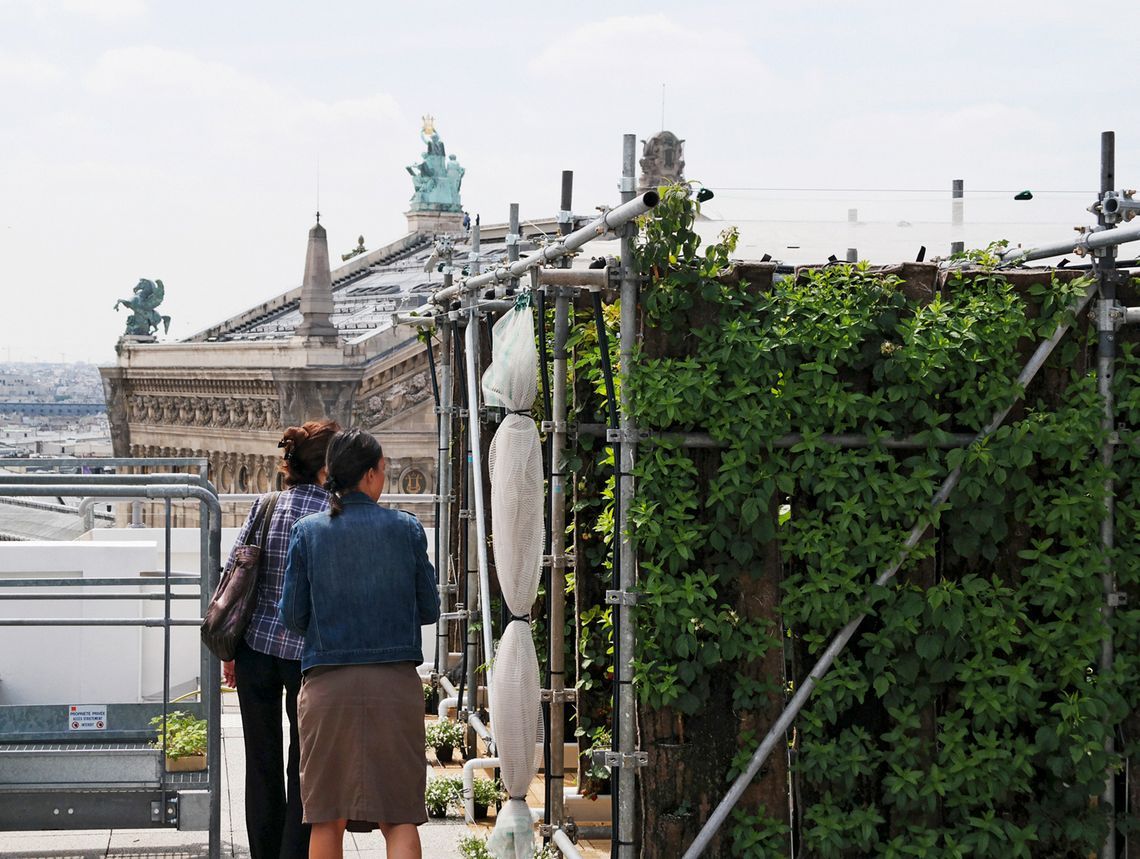 Do 2050 roku 70% populacji Ziemi będzie żyło w miastach. Dlatego miasta muszą zająć się rolnictwem!