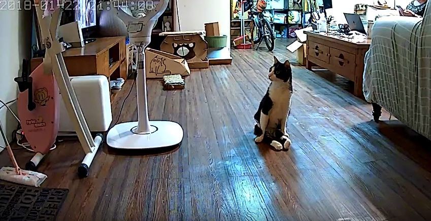 Filmik ze sparaliżowanym kotem, który czeka na swojego właściciela, to nowy hit Internetu