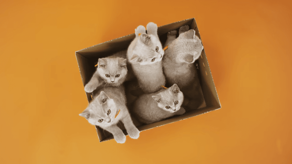 Netflix wymienił obsadę swoich topowych seriali. Efekt jest komiczny i przesłodki