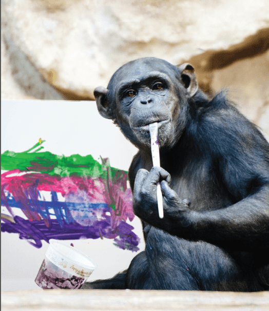 Dzieła szympansicy Lucy z warszawskiego ZOO pokazano na wystawie w muzeum