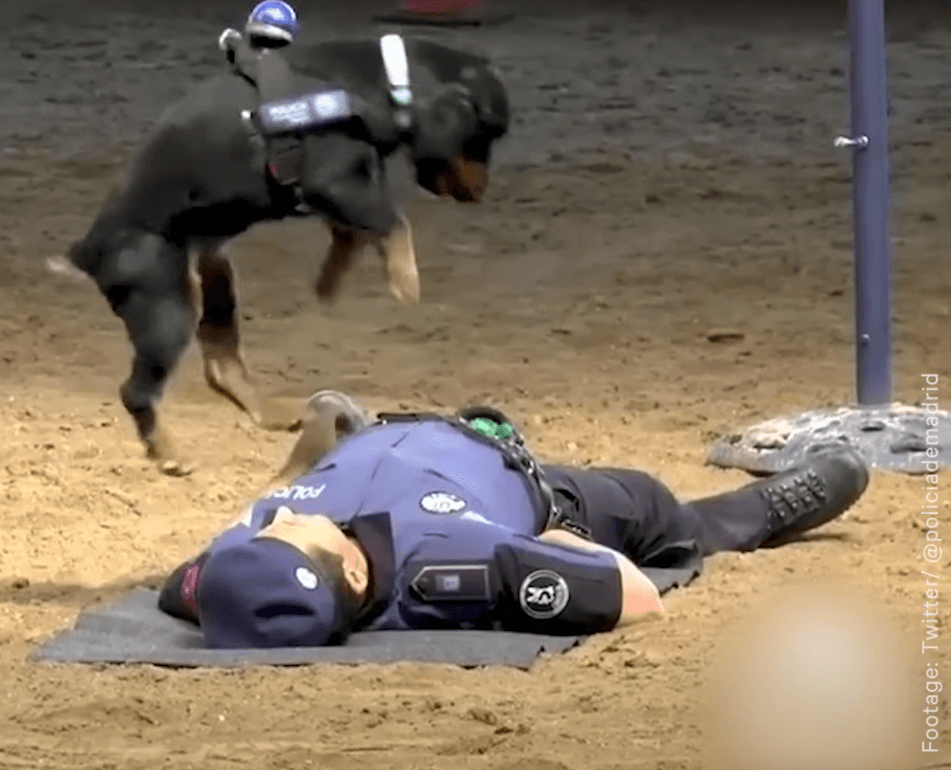 Pies, który udziela pierwszej pomocy. Zobaczcie niesamowite nagranie