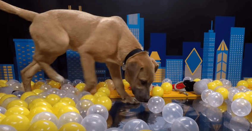 Amerykański festiwal zaprezentował psiaki do adopcji zamiast ogłosić swój line-up