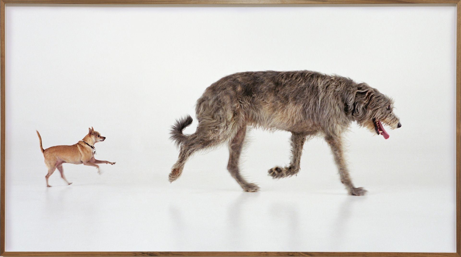 W cenionej galerii trwa psia wystawa – to sztuka od psów dla psów i ludzi