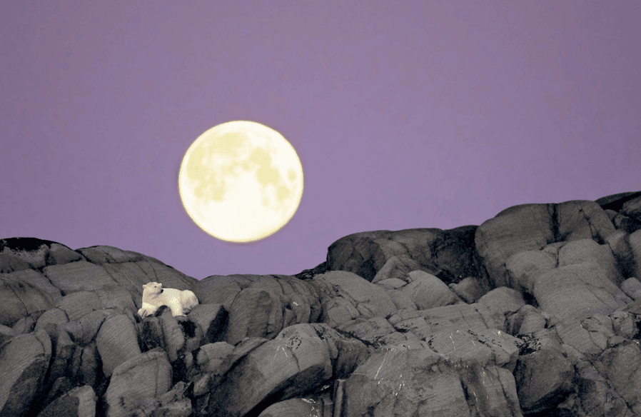 Piękne, majestatyczne, groźne... i na skraju wyginięcia. Michel Rawicki dokumentuje życie niedźwiedzi polarnych