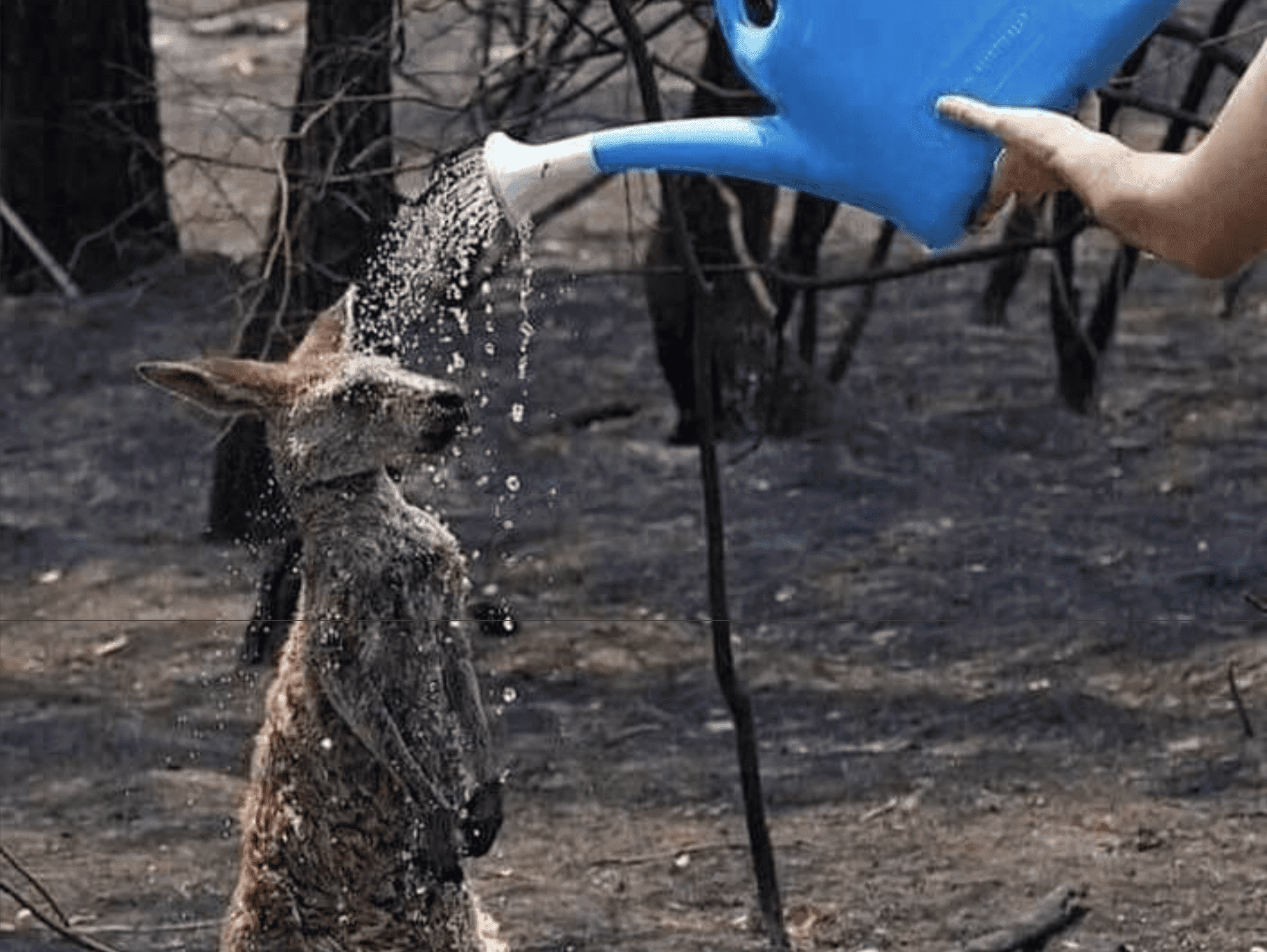 Nieodwracalne szkody w Australii. Ile endemicznych gatunków wyginęło bezpowrotnie?