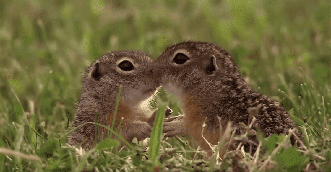 Piękno polskiej natury w filmie „Wild Poland”. Zachwycił świat, a Polaków wprawia w dumę