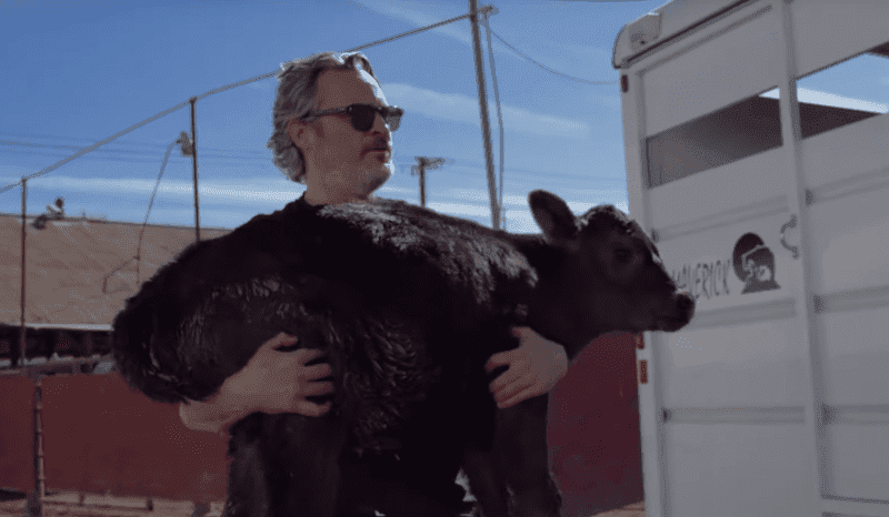 Joaquin Phoenix po wygraniu Oscara uratował z rzeźni krowę i jej cielaka