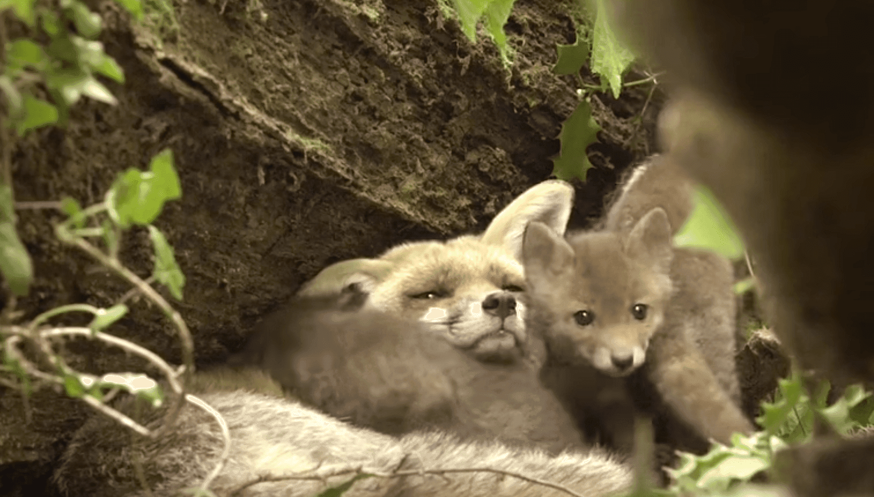Rewelacyjny dokument przyrodniczy "Królestwo" tylko w ten weekend bez opłat