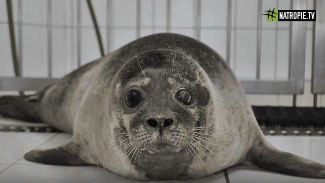 Foki pilnie potrzebują naszej pomocy. Helskie fokarium prosi o wsparcie