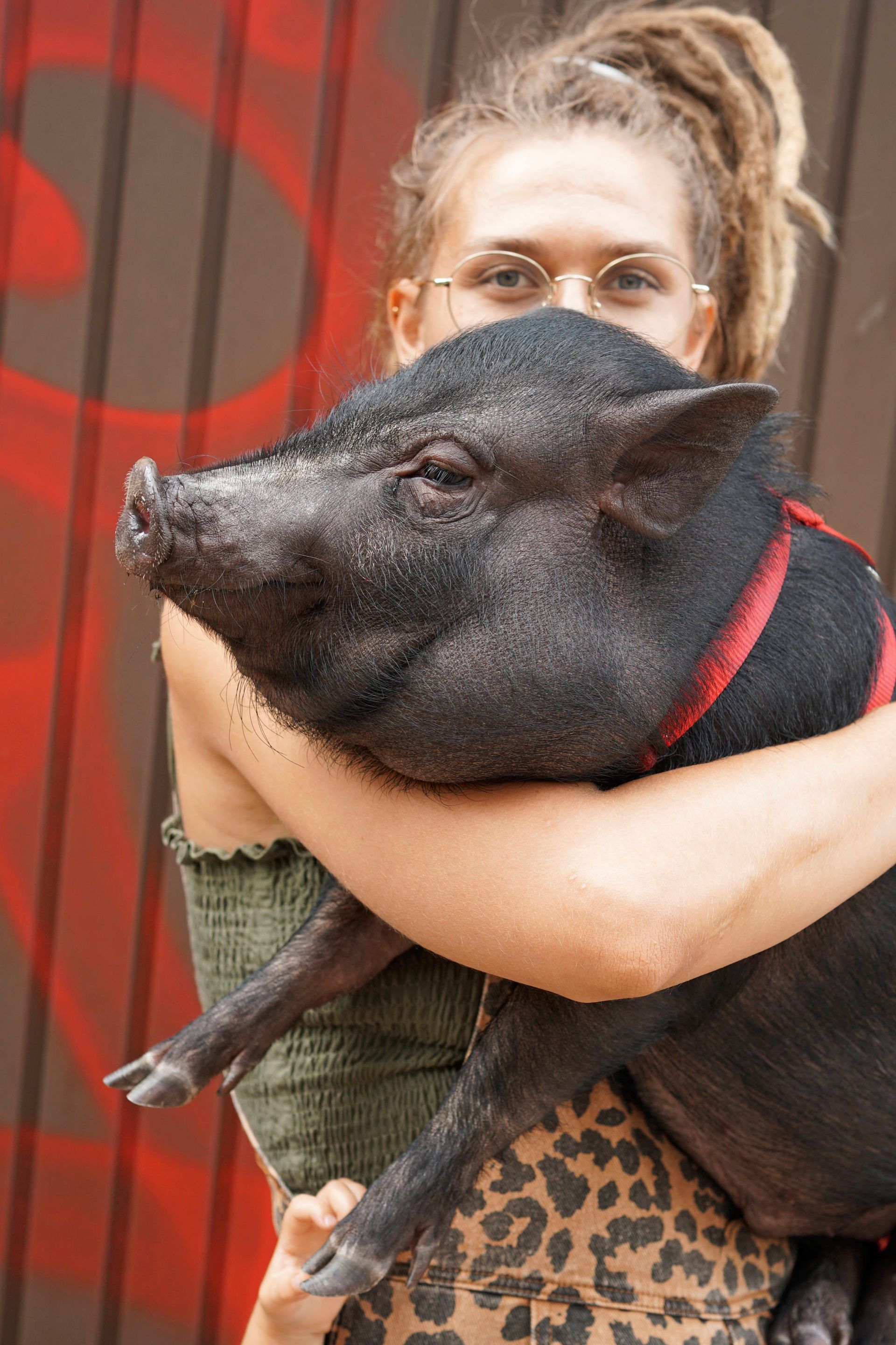 [Z archiwum K MAG] Świnka żyjąca w domu i koty z kontami na Instagramie. Porozmawialiśmy z miłośnikami zwierząt