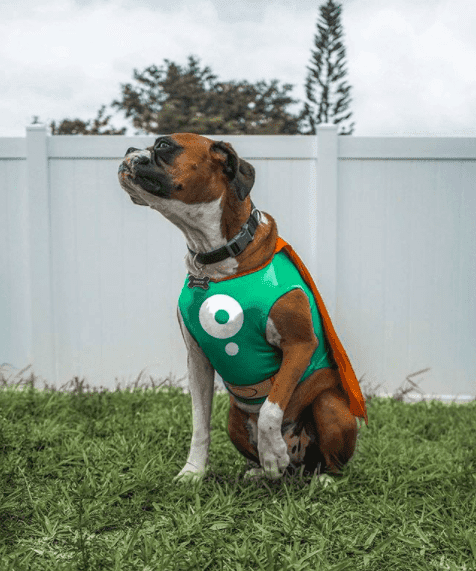 Urlop psacierzyński. Bolt zachęca do adopcji zwierząt, dając pracownikom więcej wolnego