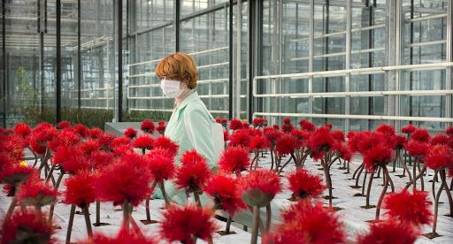 Roślina, której zapach powoduje wydzielanie oksytocyny u ludzi. „Kwiat szczęścia” od dzisiaj w kinach