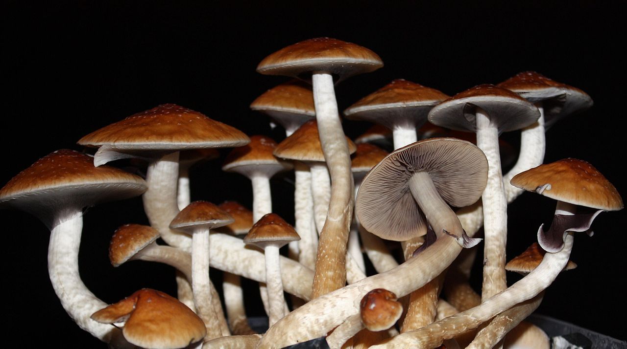 Stosowanie psychodelicznych grzybów w leczeniu depresji od teraz legalne w Kanadzie