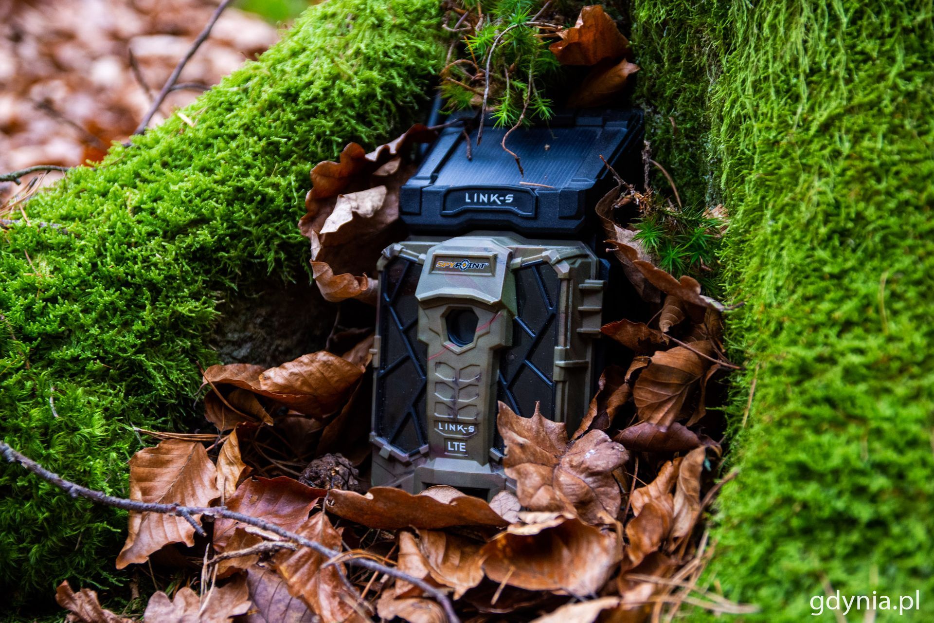 Gdyńskie fotopułapki pomagają karać ludzi, którzy zaśmiecają lasy