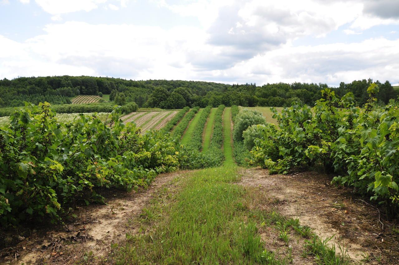 Już nie tylko województwo lubuskie. Polskie winiarstwo przeżywa prawdziwy renesans