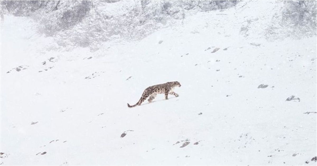 O zwierzęciu na granicy wyginięcia. „Duch śniegów” z muzyką Nicka Cave’a wkrótce w kinach [zwiastun]