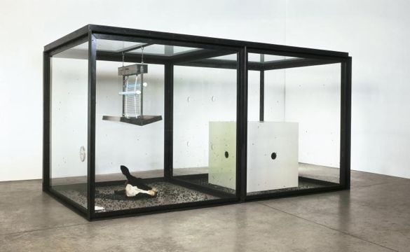 PETA na ratunek... muchom. Kontrowersyjna instalacja usunięta z niemieckiego muzeum