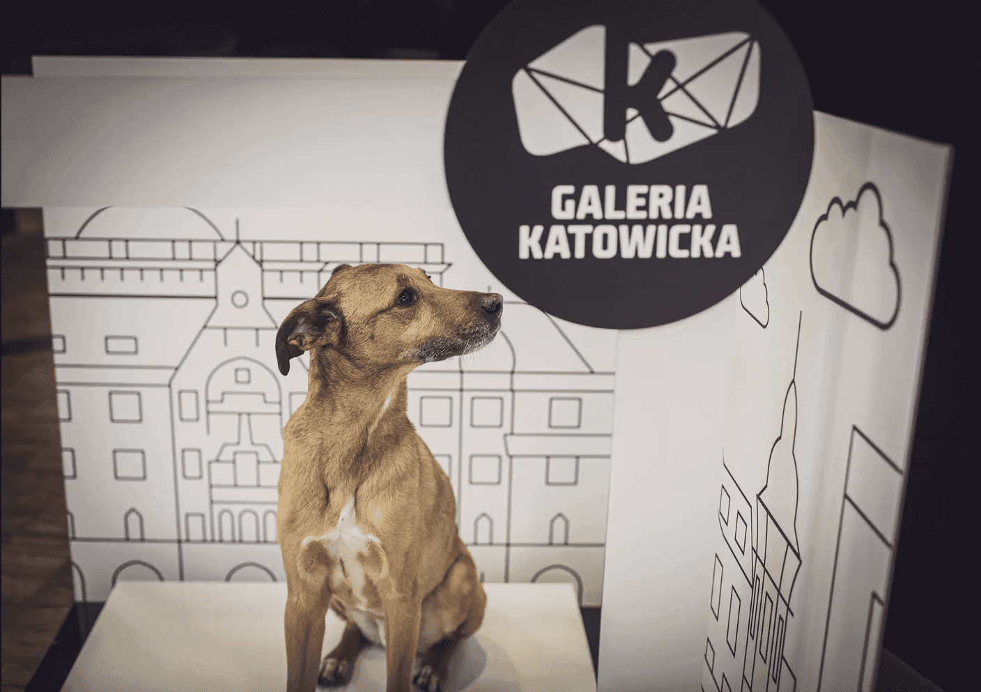 Na zakupy z pieskiem czy bez pieska? W Galerii Katowickiej powstał Dogbar dla czworonogów