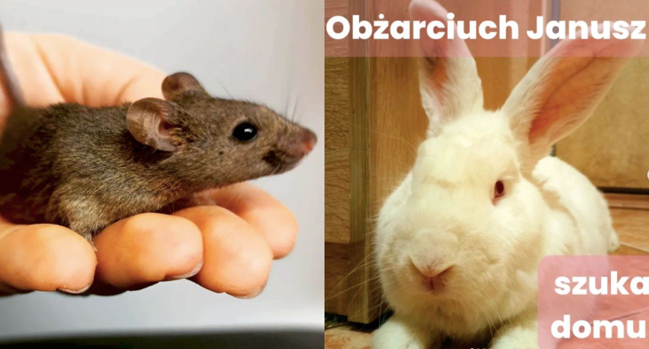 Rozważasz adopcję zwierzęcia? Polska fundacja ratuje setki futrzaków z laboratoriów