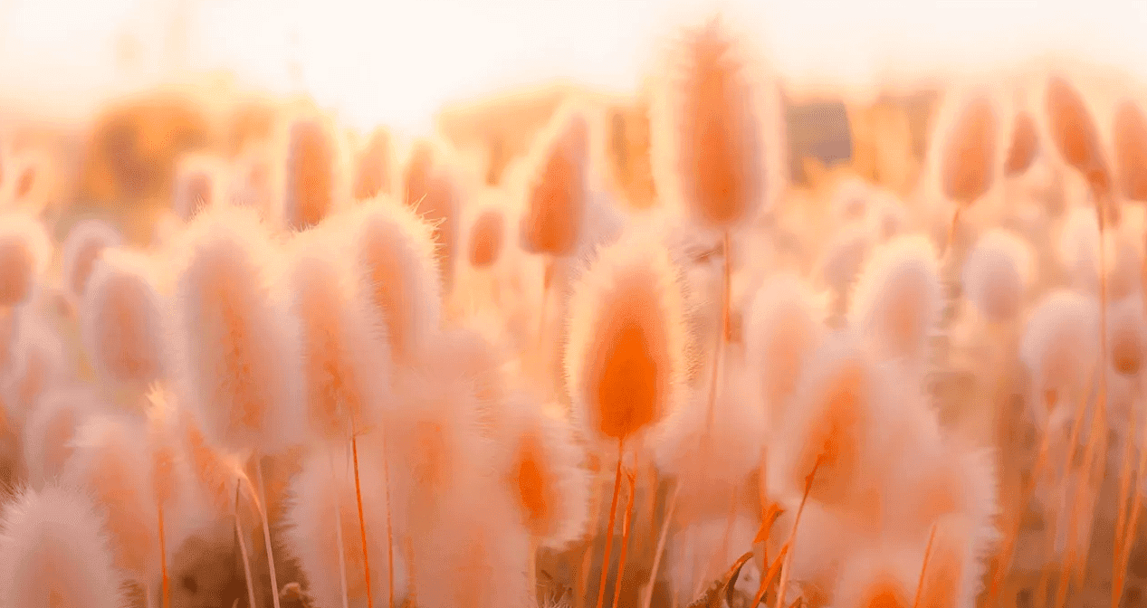 Kolor roku 2024 według Pantone: Peach Fuzz