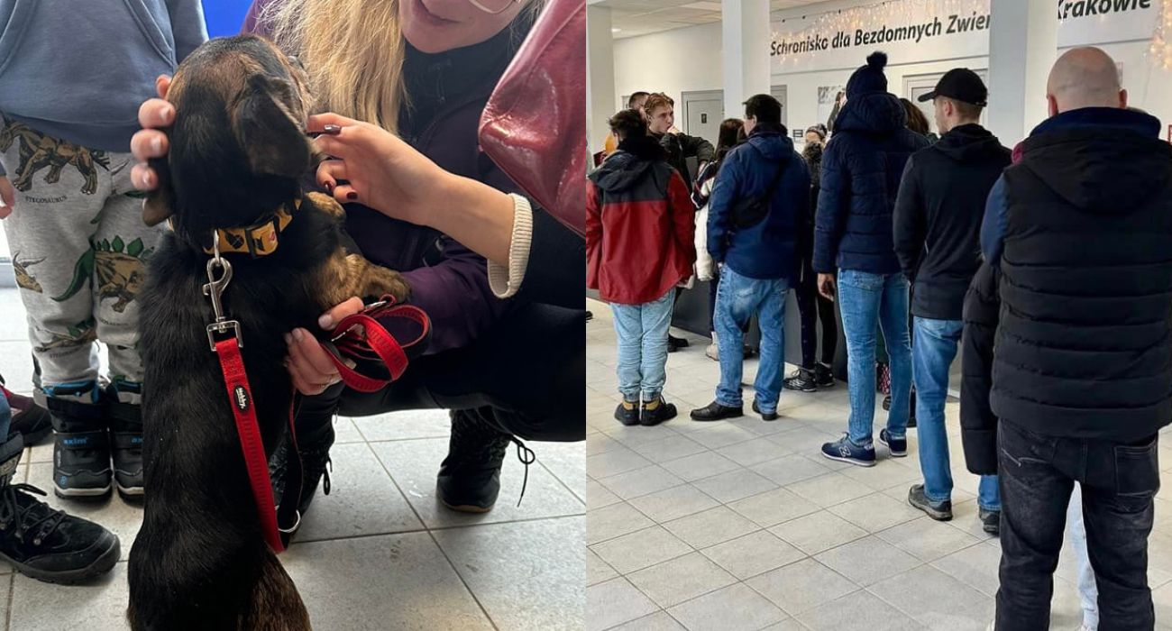 Niezwykła akcja schroniska – ponad 100 psów znalazło domy tymczasowe w dwa dni