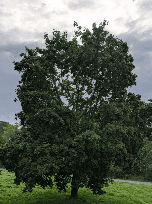 Zamiast twarzy na Instagramie seria zdjęć tego samego drzewa. O co chodzi artyście Rzekomo? [WYWIAD]