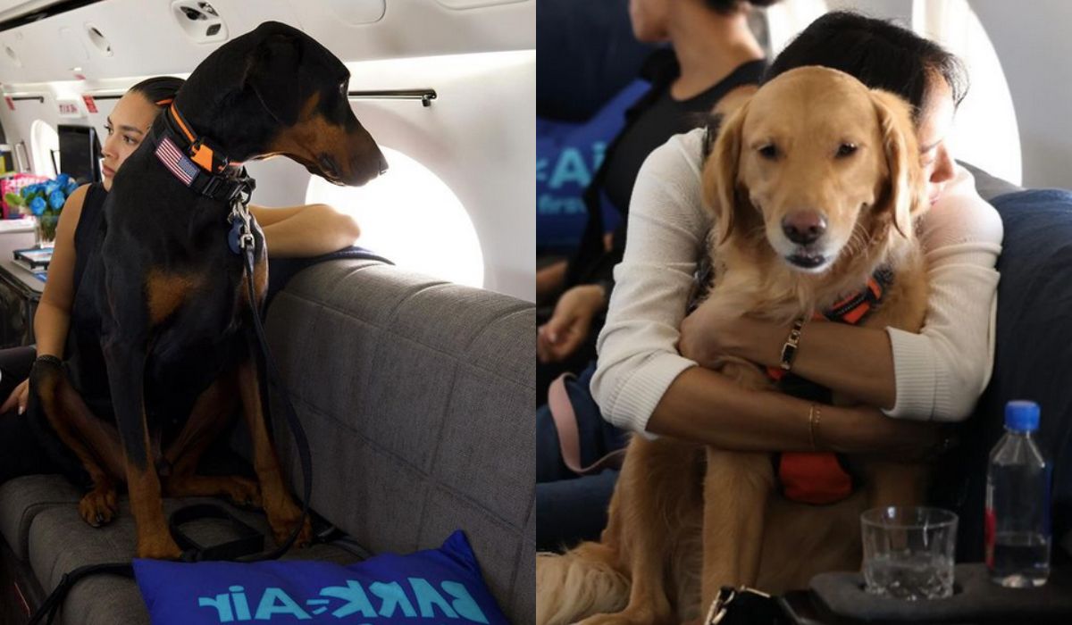 Bark Airlines – pierwsza na świecie linia lotnicza dla psów