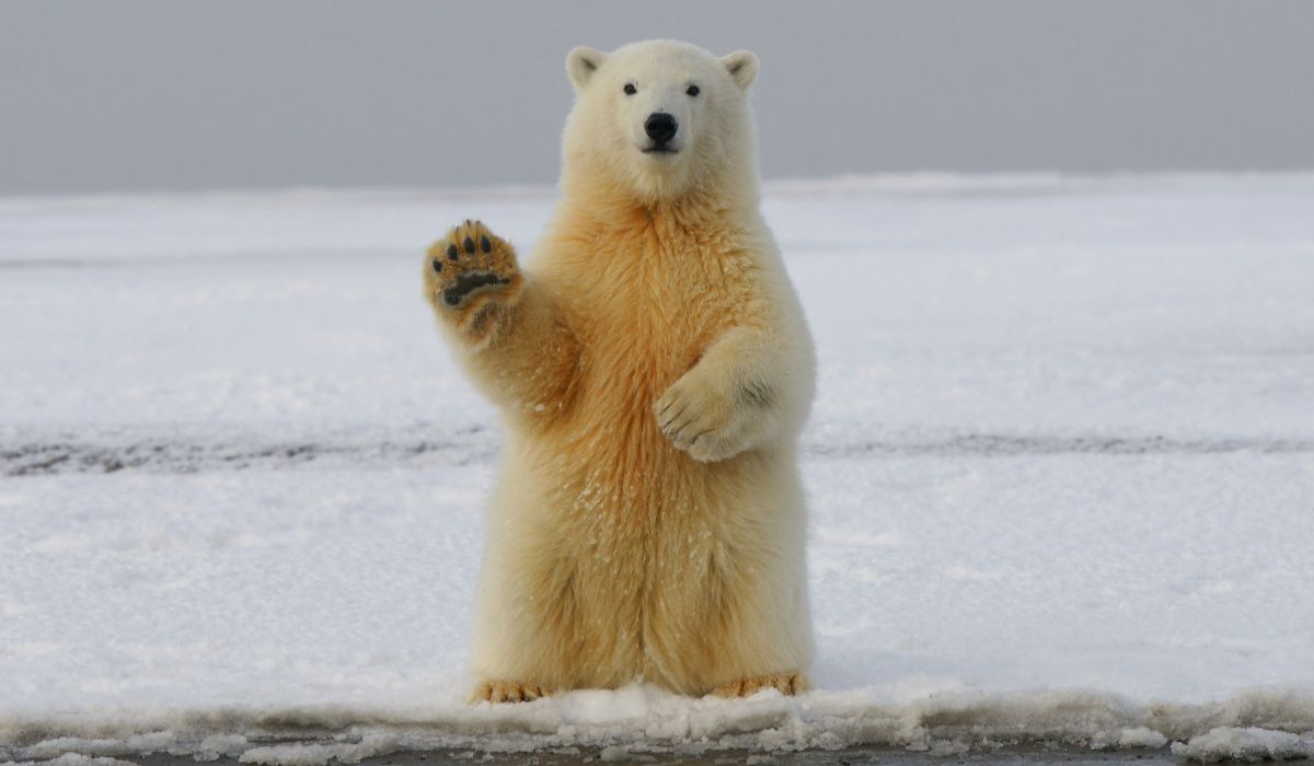 Kawałek Arktyki na sprzedaż. Jest jeden haczyk