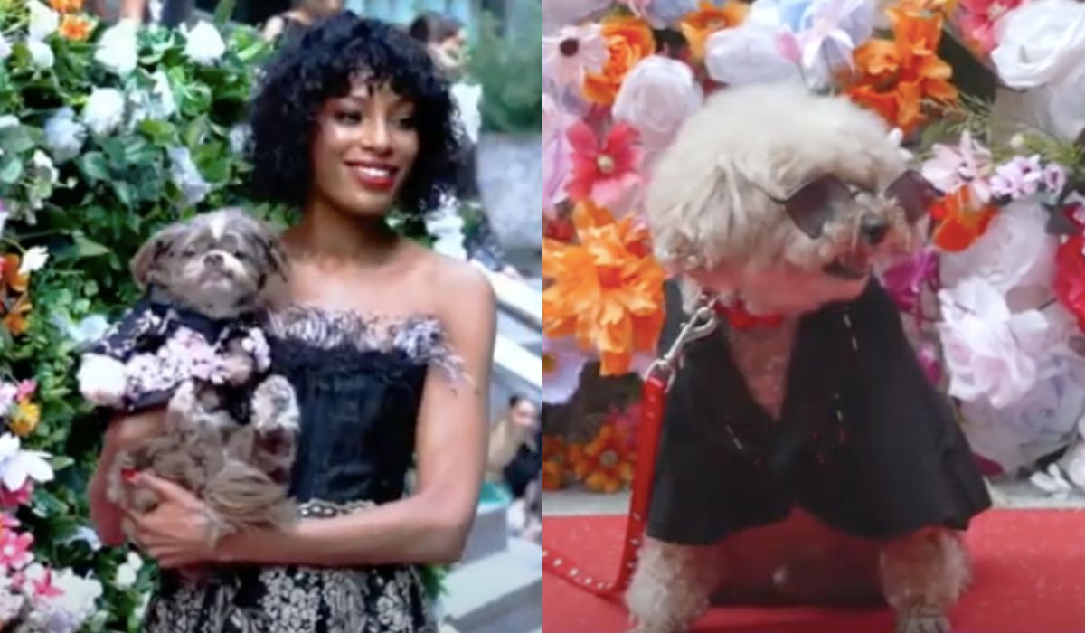 Pet Gala – najmodniejsze psy na świecie [WIDEO]